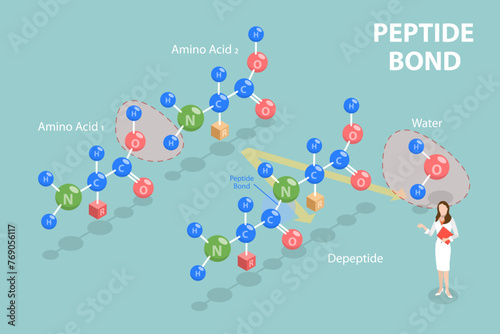 3D Isometric Flat Vector Illustration of Peptide Bond, Chemical Structure of Amino Acids