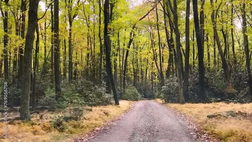 Drive through a forest during autumn in Pennsylvania