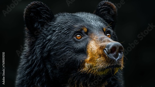 A black bear with brown markings on its face is staring at the camera photo