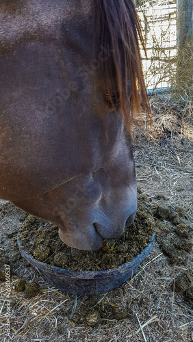 Sooty Buckskin Paint Horse Stallion Eats Soaked Alfalfa Cubes