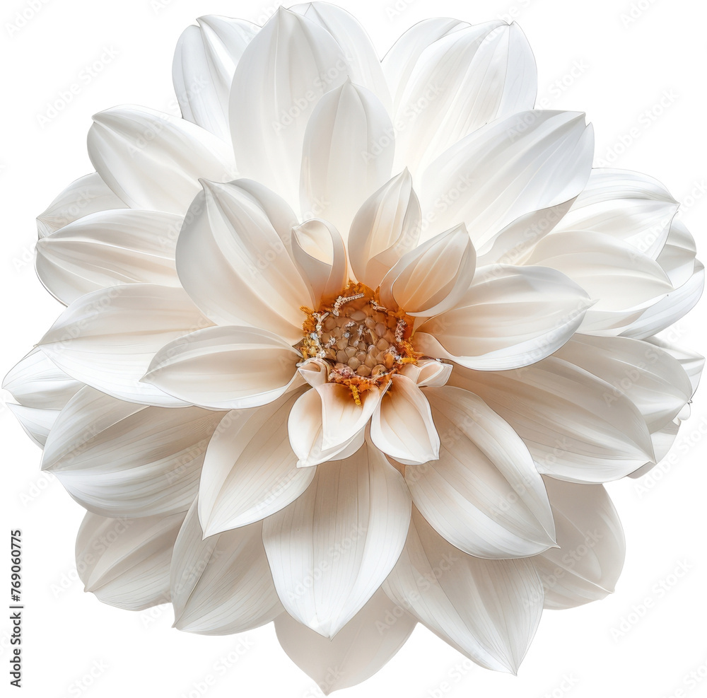 Pristine white flower isolated, cut out transparent Pristine white flower isolated, cut out transparent