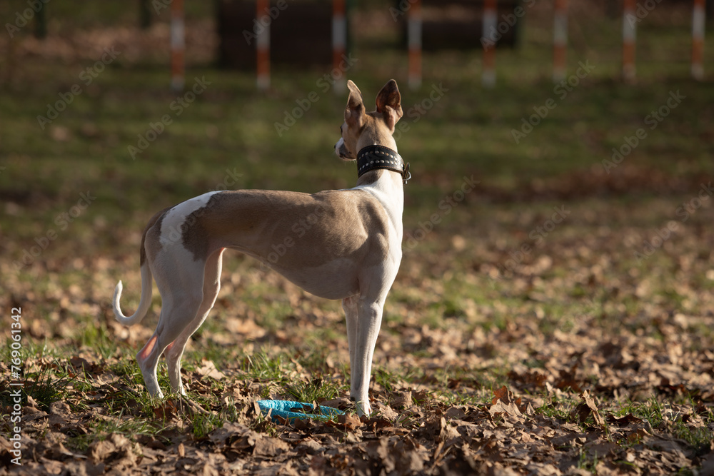 English miniature greyhound, whippet, on a walk English miniature greyhound, whippet, on a walk