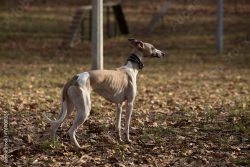 English miniature greyhound  whippet  on a walk