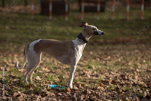 English miniature greyhound  whippet  on a walk