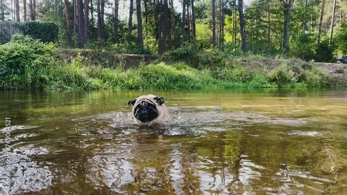 A cute pug swimming in the river
