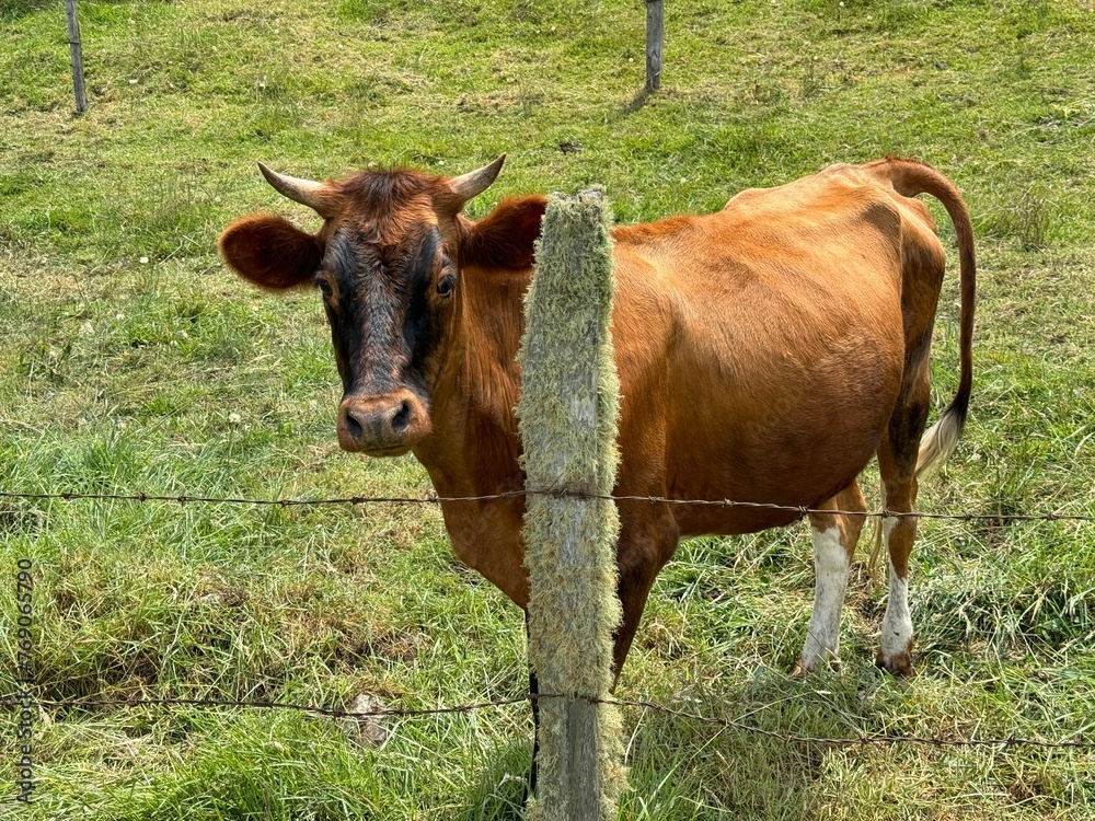 Vaca en potrero al lado de cerca