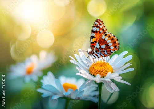 Butterfly Perched on Daisy in a Field of Flowers.