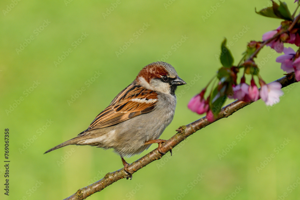 sparrow on sakura branch