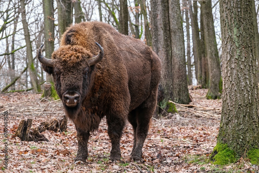 Massive male, a strong wild animal. European Bison Or Bison Bonasus, Also Known As Wisent Or European Wood Bison In Forest Massive male, a strong wild animal. European Bison Or Bison Bonasus, Also Known As Wisent Or European Wood Bison In Forest