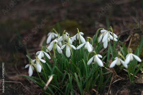 first spring flowers, snowdrops in garden back yard