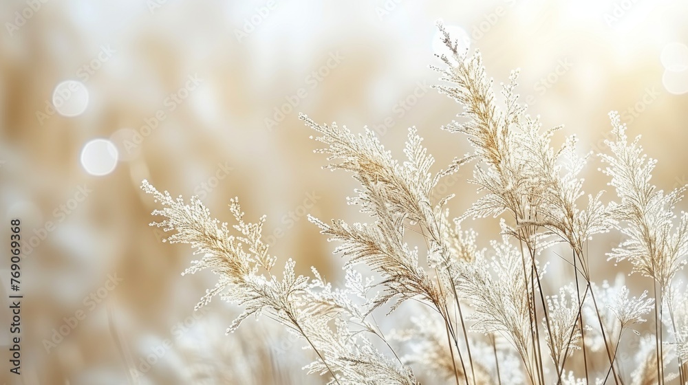 Obraz premium Tranquil and elegant spring abstract minimalistic background in calming white hues