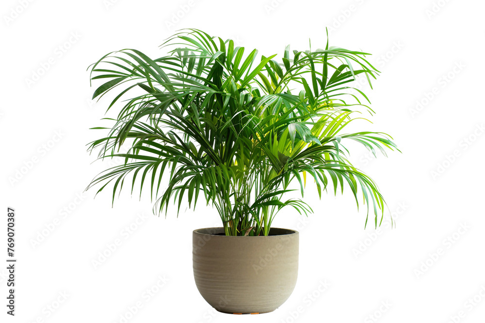 Parlor Palm Plant in a Pot Isolated on Transparent Background