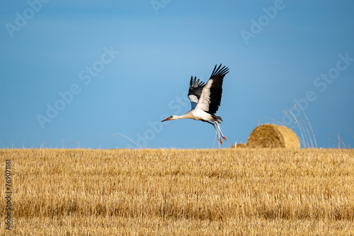 A stork flies over a harvested field
