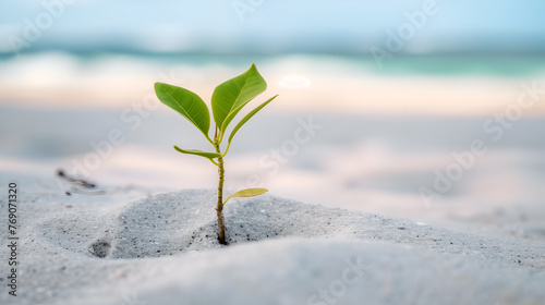 Young plant seed in the sand on the seashore. The concept of environmental conservation.