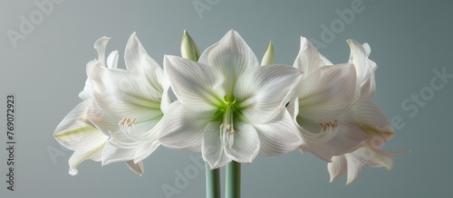 White house Amaryllis flower (Haemanthus albiflor)