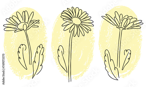 Set of 3 hand drawn outlines of a oxeye daisy design. Three designs sitting on a textured oval background. Vector.