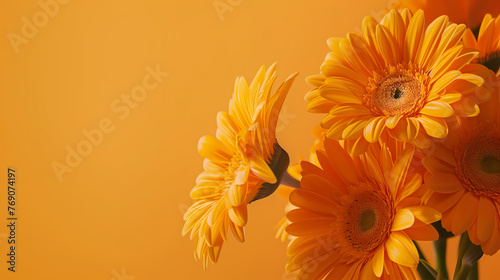 Monochrome orange gerbera daisies in bloom