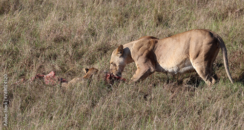 Lionesse eat prey in grass