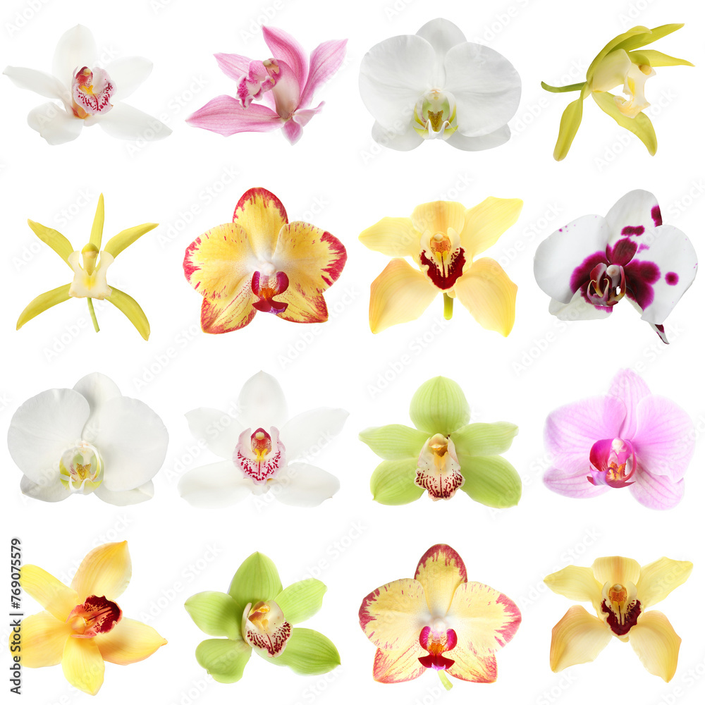 Fototapeta premium Different beautiful orchid flowers isolated on white, set