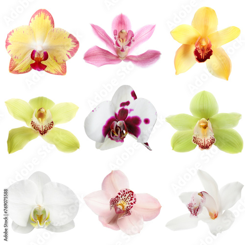 Different beautiful orchid flowers isolated on white, set