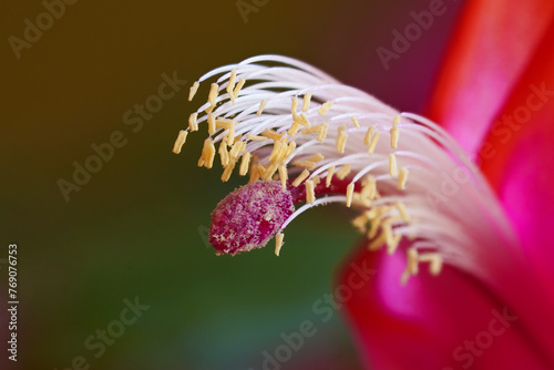 Closeup of a Christmas Cactus flower in bloom