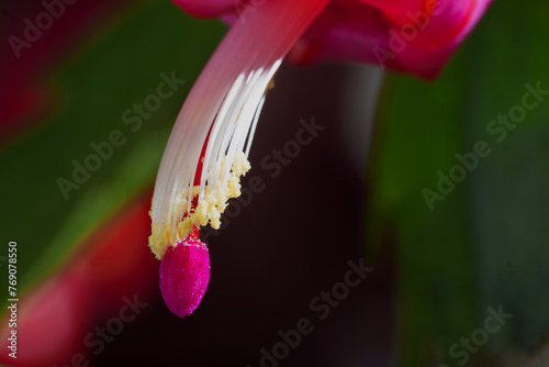Macro photography of a Christmas Cactus flower