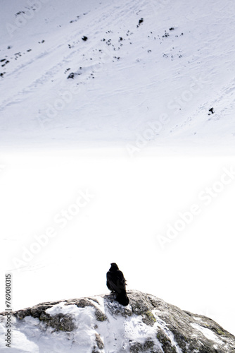 samotny ptak, kruk na skale na tle śniegu w Tatrach © sarns