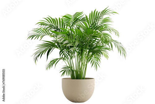 Parlor Palm Plant Isolated on Transparent Background