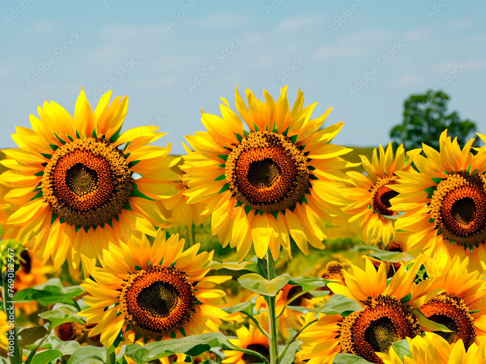 Obraz premium sunflowers in the field
