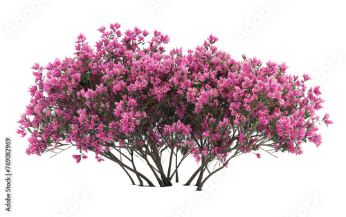 Pink flowers bush shrub green tree isolated on white or transparent background