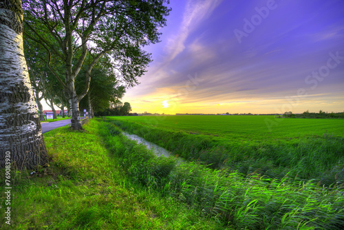 Big trees observing a rural sunset in Holland.