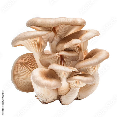 Oyster mushroom isolated on white or transparent background