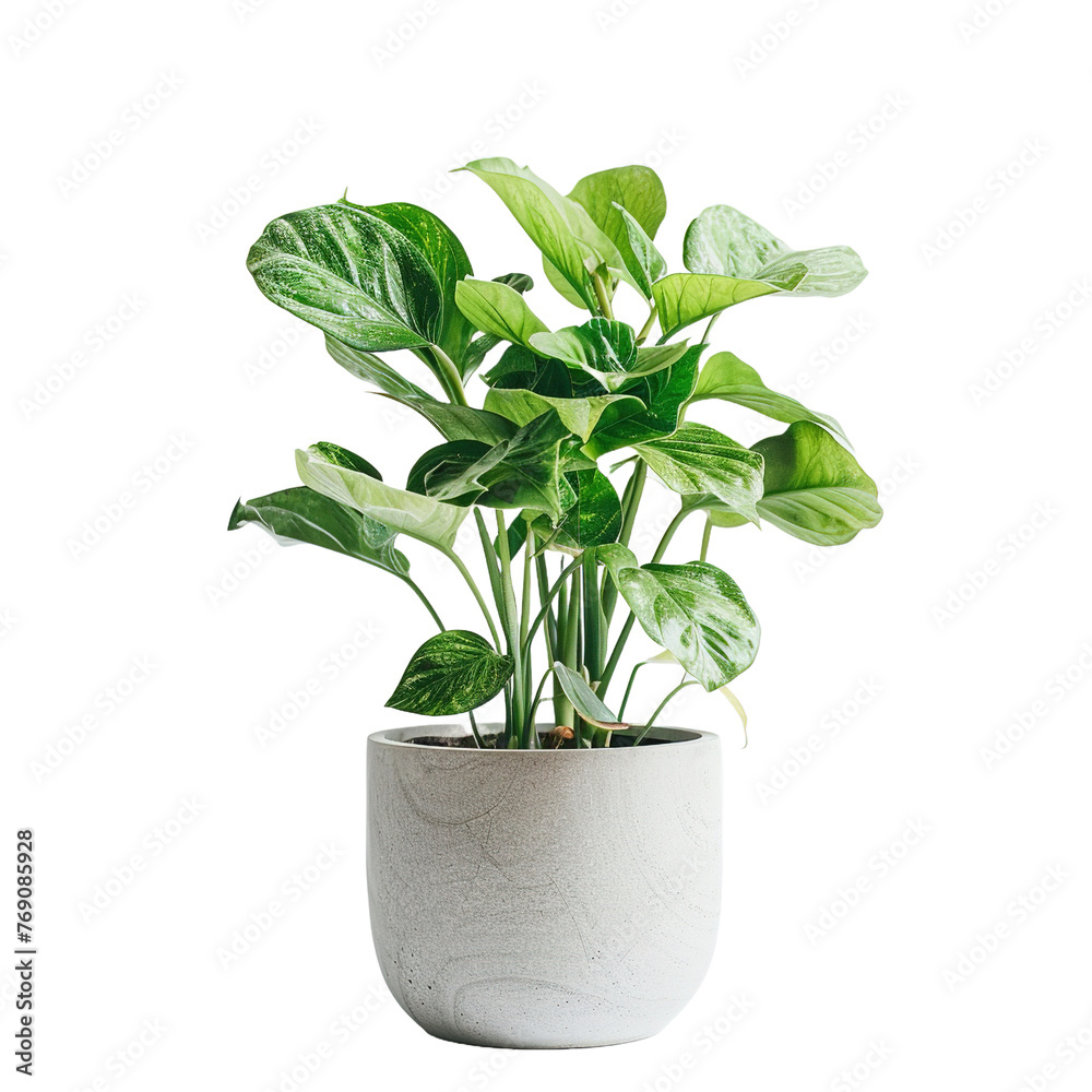 Potted Plant isolated on white or transparent background