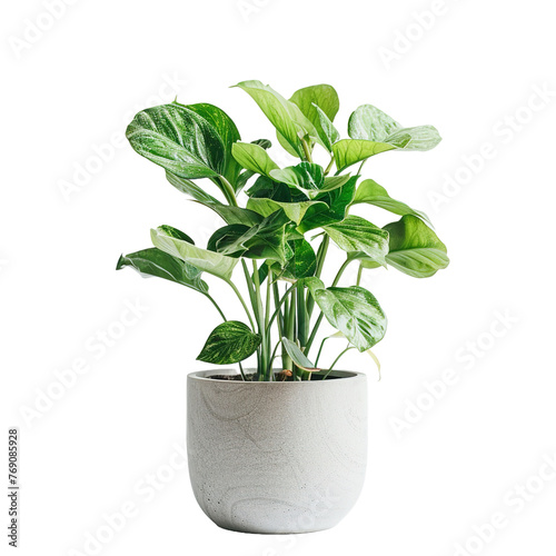 Potted Plant isolated on white or transparent background
