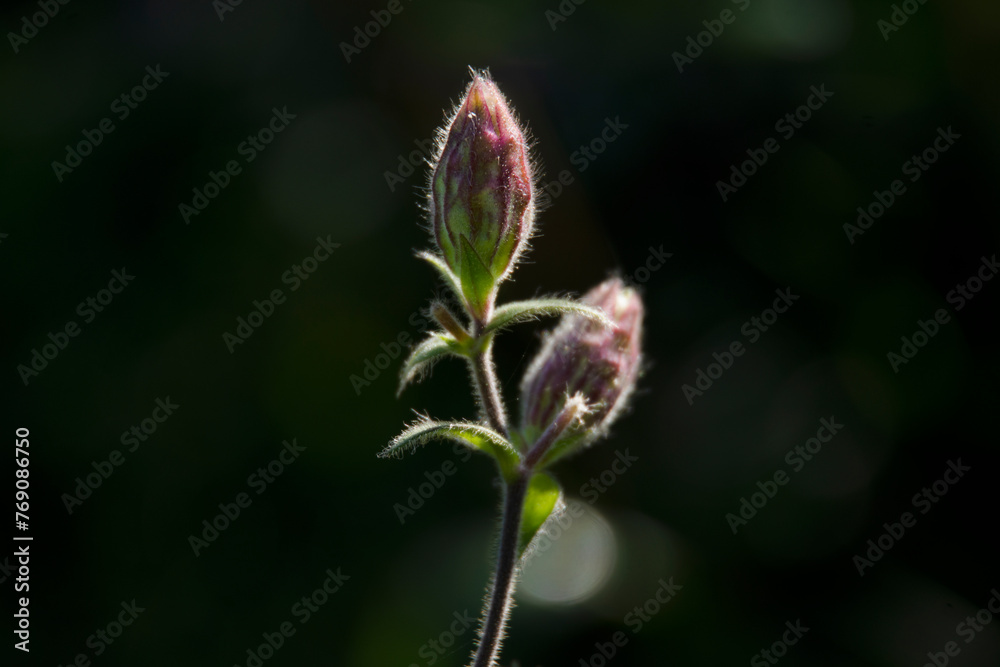 flower sprout in a clearing on a summer sunny day flower sprout in a clearing on a summer sunny day