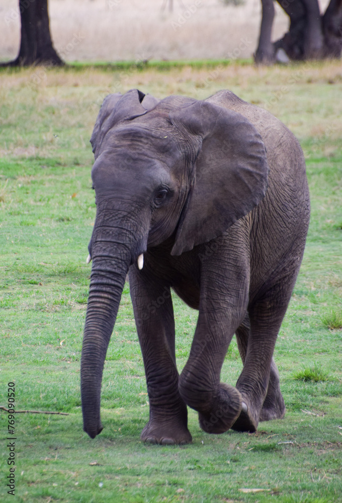 A young African elephant in a wildlife sanctuary in Zimbabwe. 