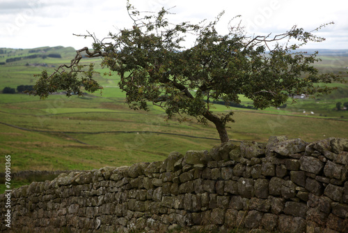 Along the Hadrian's wall between Gilsland and Twice Brewed - Northumberland - England - UK