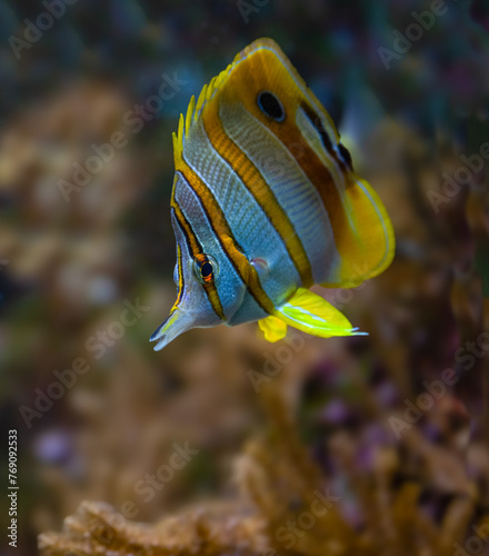 The copperband butterflyfish (Chelmon rostratus), also known as the beaked coral fish, is found in reefs in both the Pacific and Indian Oceans. photo