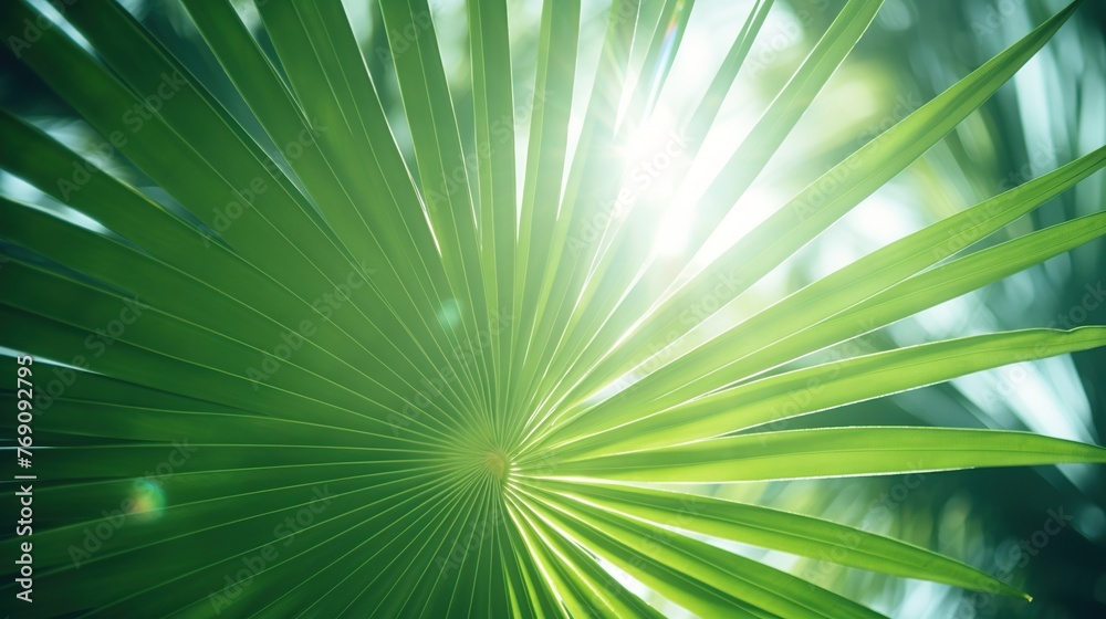 Obraz premium Green palm leaf texture with sun rays passing through