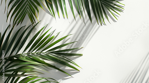 Palm tree leaves over white wall. Minimalist style background, copy space. Natural organic concept, modern design
