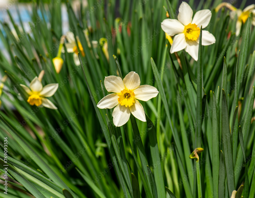 Narcissus blooms Amaryllidaceae ,Daffodil, Daffodils. Jonquils, Paper White, Paper whites, Tazettas Narcissus blooms Amaryllidaceae ,Daffodil, Daffodils. Jonquils, Paper White, Paper whites, Tazettas