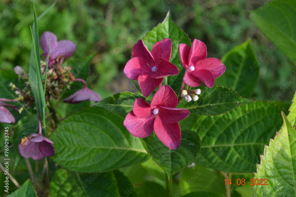 blossom macro shot SLR camera, flower, blossom blossom macro shot SLR camera, flower, blossom