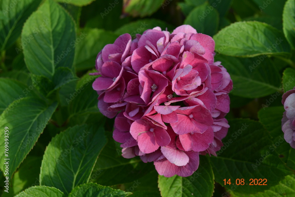 Hydrangea blossom macro shot SLR camera, flower, blossom