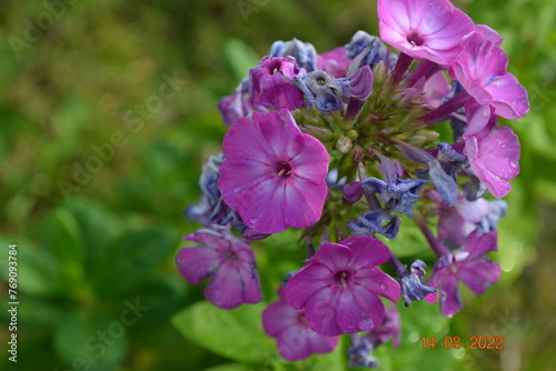 Perennial flower macro shot SLR camera  flower  blossom