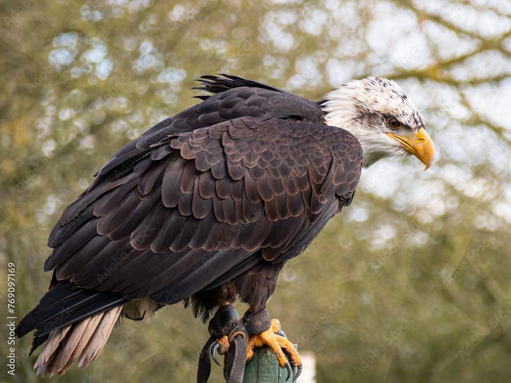Fototapeta premium Strong bald eagle, head close-up for a portrait with its head, eye, beak, white crown with a blur background. Image. Picture. Portrait