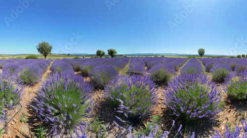 A panoramic view of blooming lavender fields under a clear blue sky  epitomizing the summer beauty of Provence.