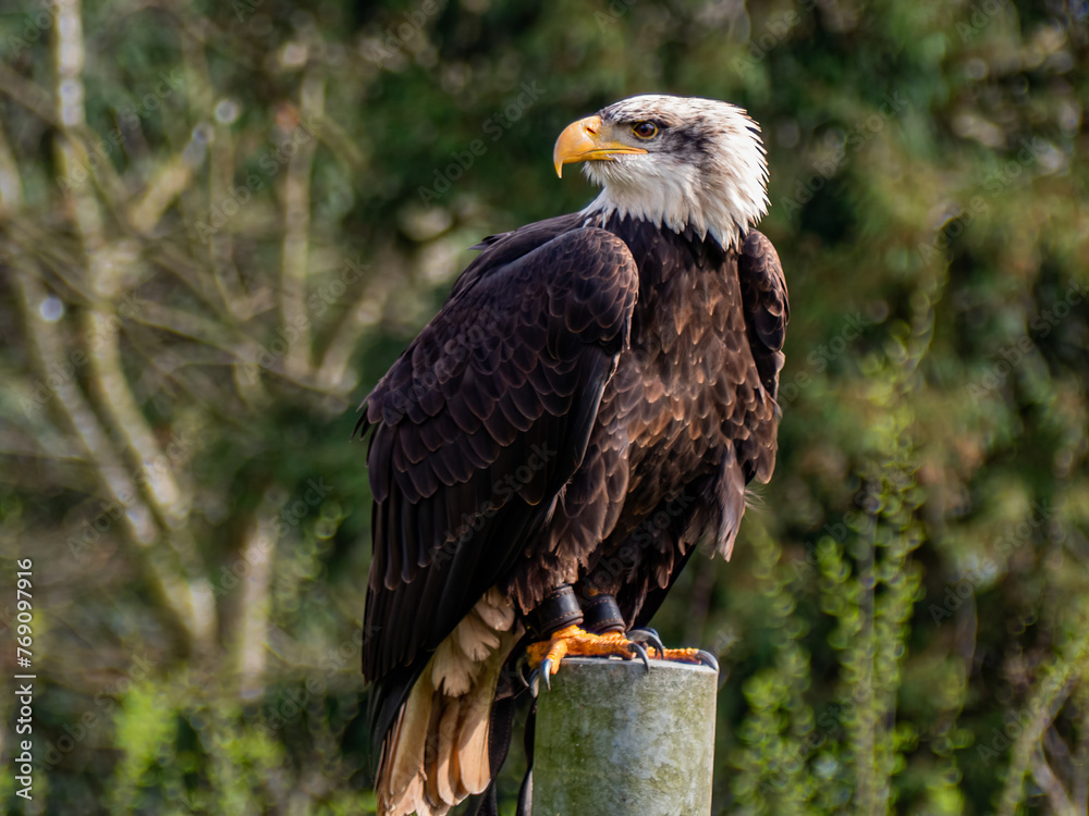 Obraz premium Strong bald eagle, head close-up for a portrait with its head, eye, beak, white crown with a blur background. Image. Picture. Portrait