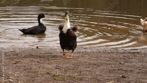 A tall green headed appleyard duck flaps its wings and walks off along the riverbank with others in the background. Filmed at Dromore Lough, Dartrey Forest, Cavan and Monaghan. photo