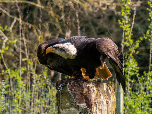 Strong bald eagle, head close-up for a portrait with its head, eye, beak, white crown with a blur background. Image. Picture. Portrait