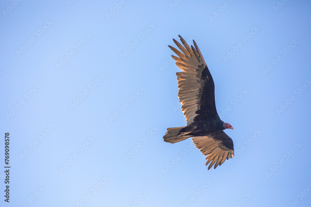 Obraz premium Vulture